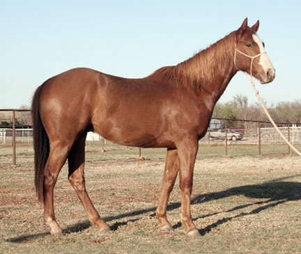 Billy Etbauer Performance Horses