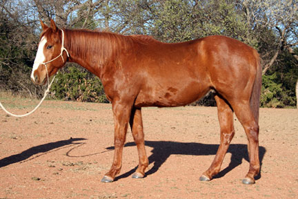 Billy Etbauer Performance Horses