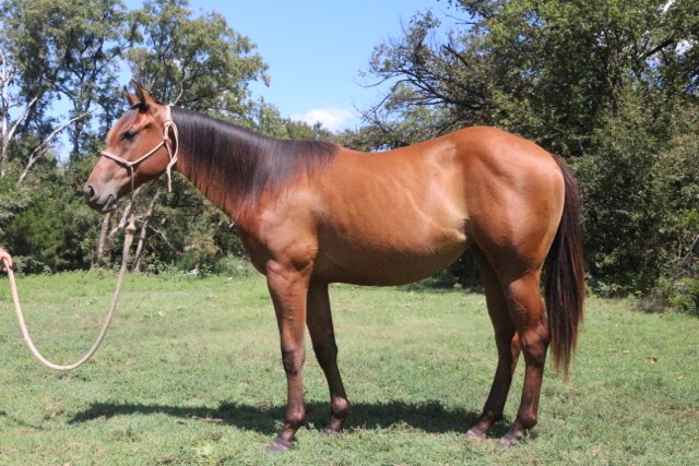 Billy Etbauer Performance Horses | Frostys Gota Coolcat