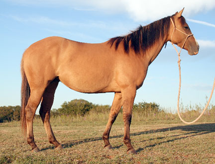 Billy Etbauer Performance Horses