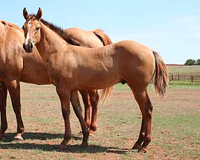 Billy Etbauer Performance Horses