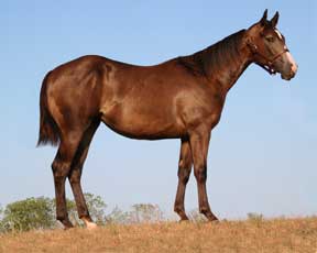 perky Billy Etbauer Performance Horses | Frosty Perks