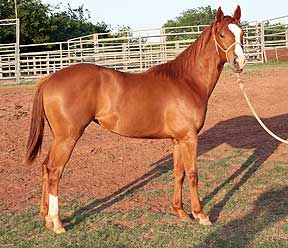 Billy Etbauer Performance Horses | Rose