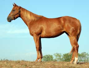 Billy Etbauer Performance Horses | Slash