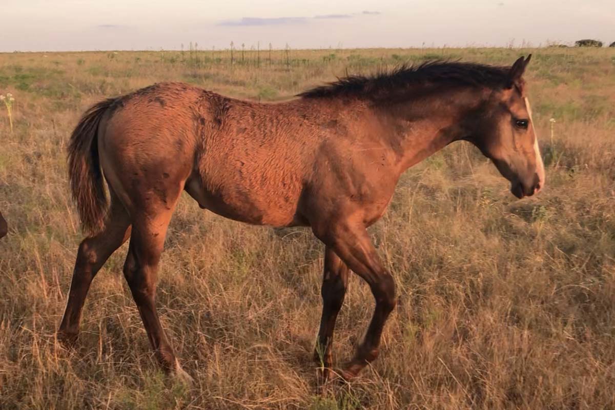 2019-filly2a
