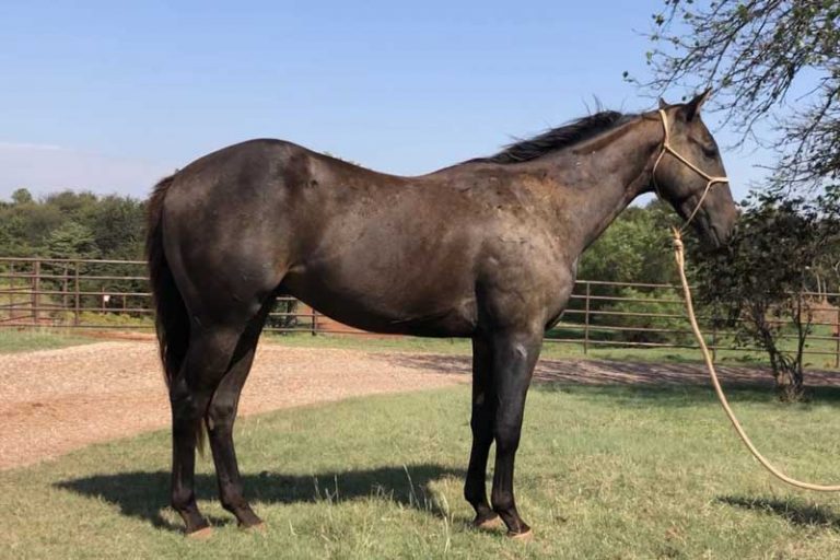 Whistlen Zoom Etbauer Performance Horses